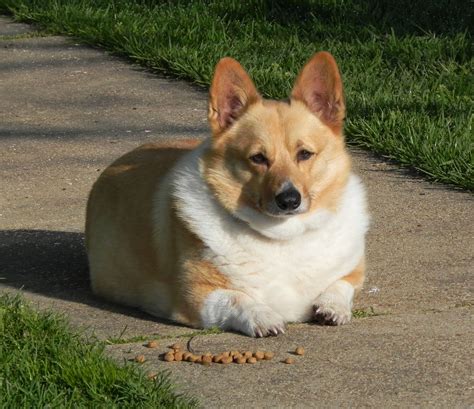 fat pembroke welsh corgi